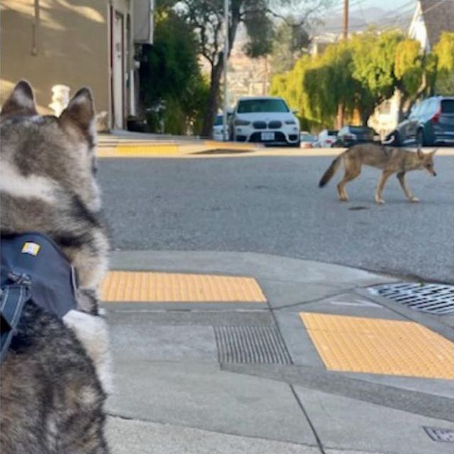 A husky watching a coyote cross the street ahead
