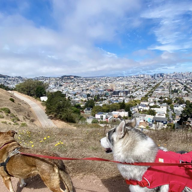 Two dogs on the dirt path at the top of the hill, the city spread out below