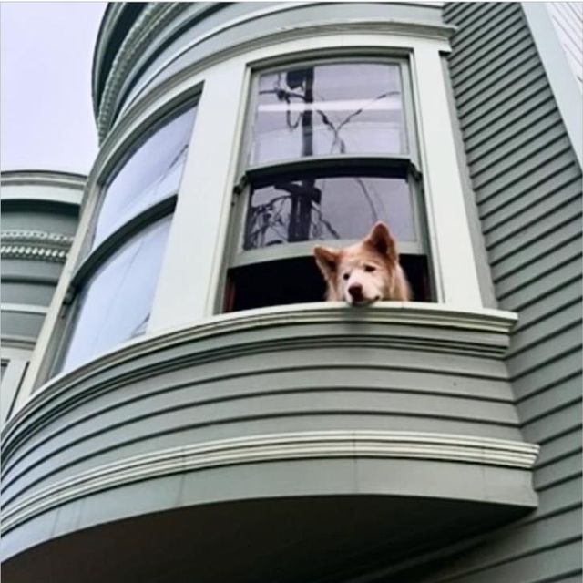 A dog resting its chin on the sill of a second-floor bay window