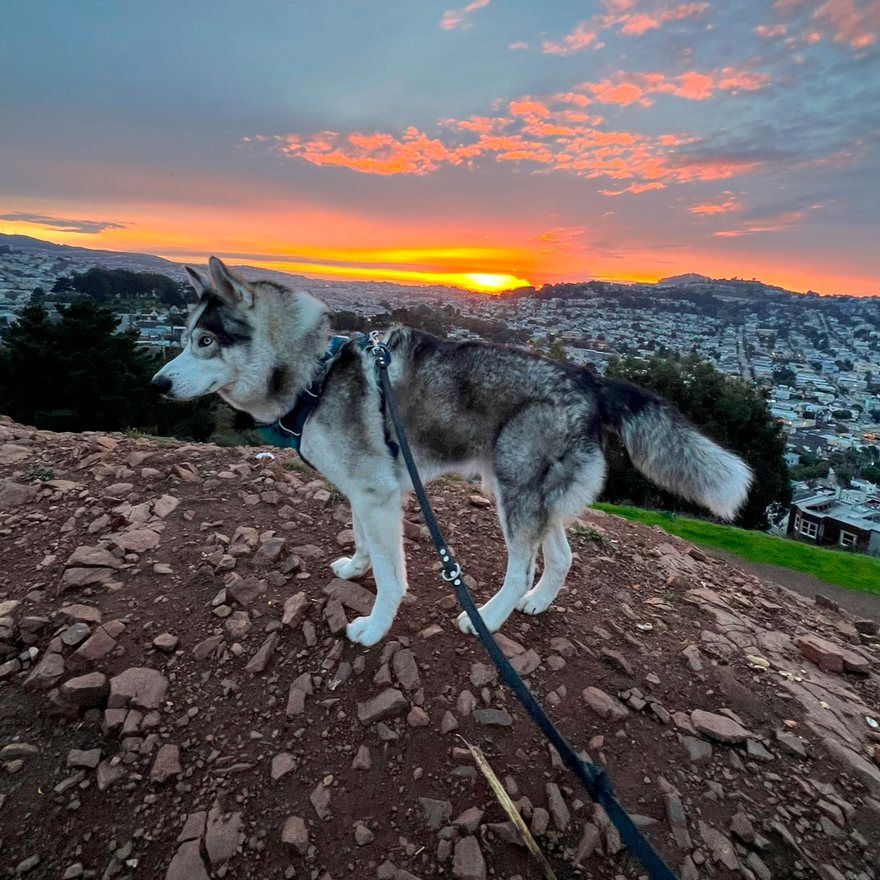 Luka, a husky and cofounder of The Long Way